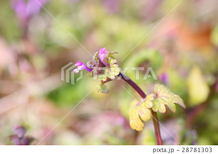 ホトケノザの花 28781303