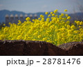 菜の花の風景志摩スペイン村０１ 28781476