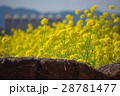菜の花の風景志摩スペイン村０２ 28781477