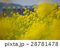 菜の花の風景志摩スペイン村０３ 28781478