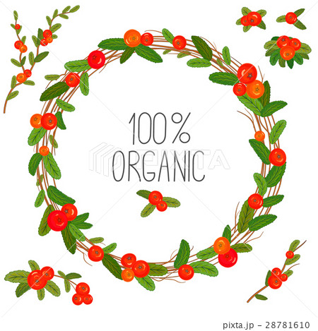Hand drawn wreath with red berries and branches 28781610