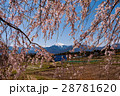 桜と甲斐駒ヶ岳 28781620