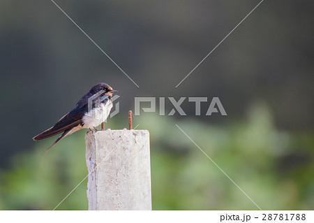 swallow sitting on Concrete poles 28781788