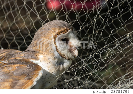 Barn owl 28781795