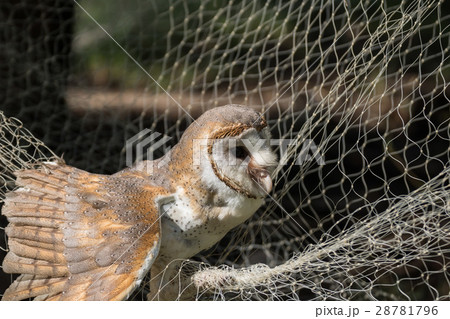 Barn owl 28781796