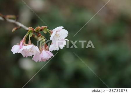 梅の花 梅の花 28781873
