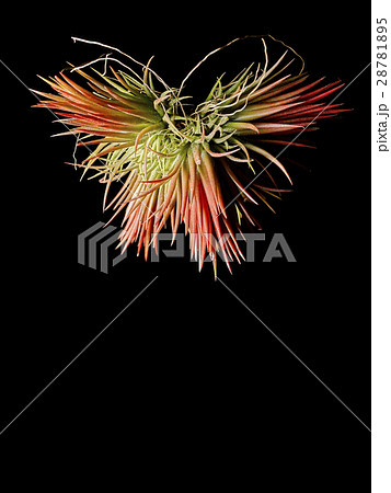 ティランジア 28781895