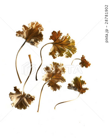 枯れ葉 28781902
