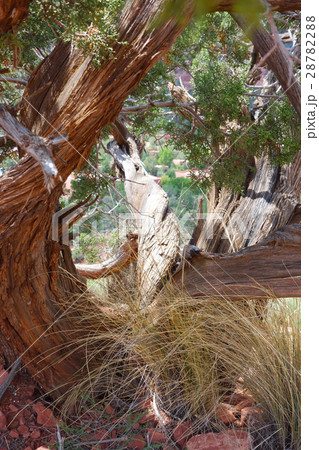 ねじれた木　セドナ　イメージ素材 28782288