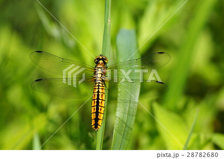 ハラビロトンボ（メス） 28782680