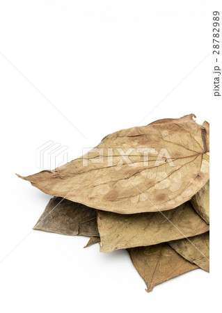 キンマの葉: Betel leaf 28782989
