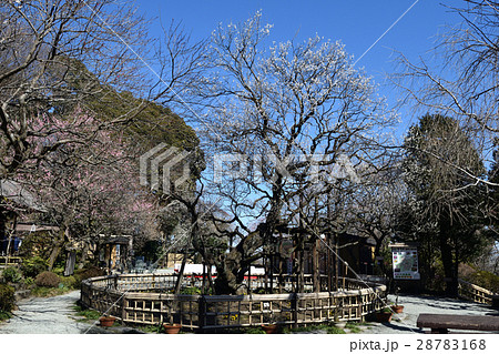 東京都 京王百草園 (けいおうもぐさえん) 寿昌梅 (じゅしょうばい) 東京都 京王百草園 (けいおうもぐさえん) 寿昌梅 (じゅしょうばい) 28783168