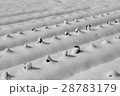 雪の畑 28783179