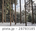 雪の杉林 28783185