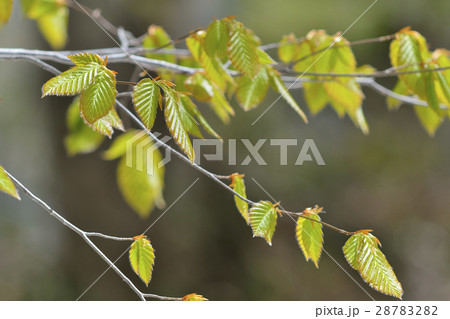ブナの芽吹き 28783282
