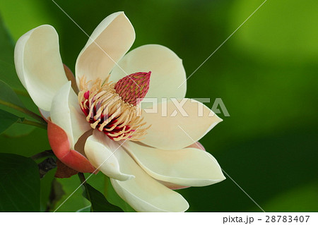 ホオの花 28783407