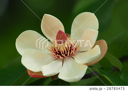 ホオの花 28783473