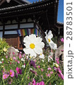 般若寺のコスモス 28783501
