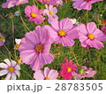 コスモスの花 28783505