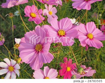 コスモスの花 コスモスの花 28783505