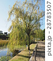 公園の柳の木 28783507