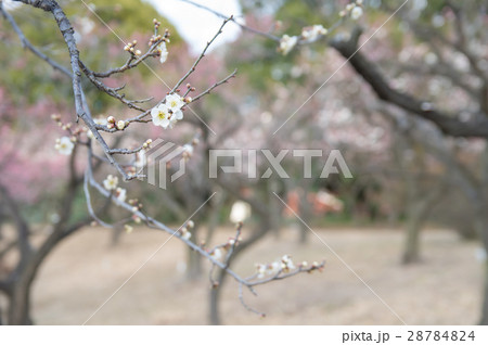 梅の花 28784824