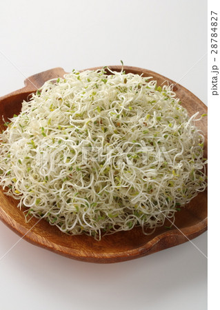 アルファルファ 28784827