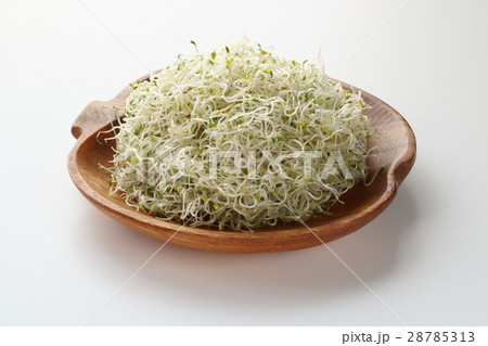 アルファルファ 28785313