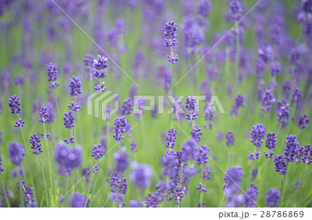 ラベンダーの開花 28786869