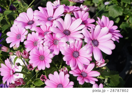 セネシオ　ピンク色 28787802