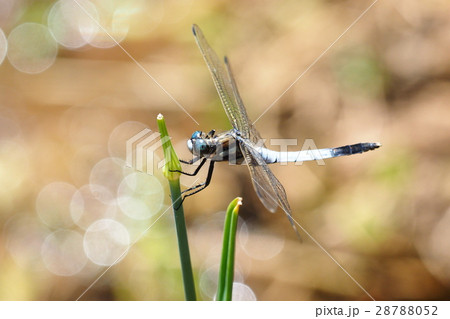 シオカラトンボ（オス） 28788052