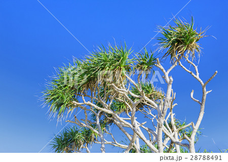 沖縄_快晴とアダンの木 28788491