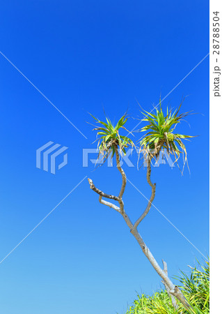 沖縄_快晴とアダンの木 沖縄_快晴とアダンの木 28788504