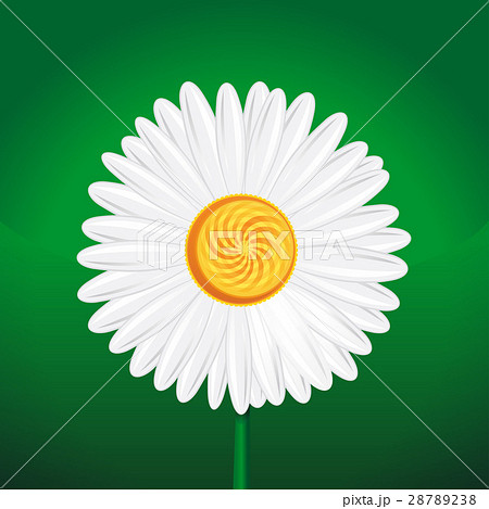 Chamomile flower isolated on green background Chamomile flower isolated on green background 28789238