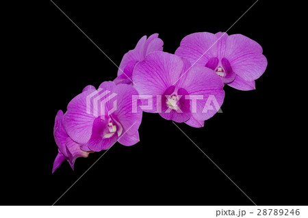Orchid flower isolated on black background Orchid flower isolated on black background 28789246