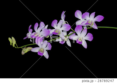 Orchid flower isolated on black background Orchid flower isolated on black background 28789247