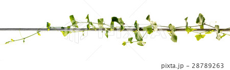 vine plants isolate on white background 28789263