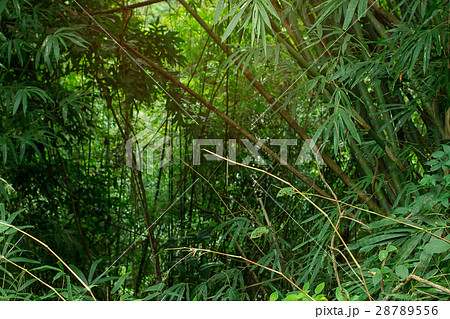 Jungle greenery with copy space area and warm air. 28789556