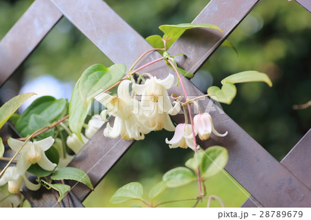 クレマチスの花 28789679