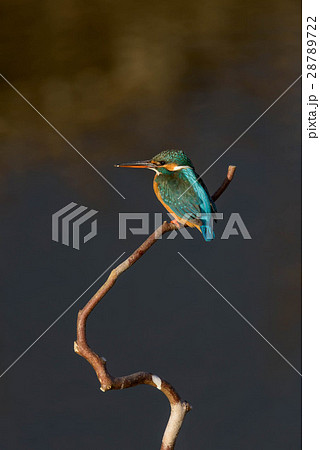 カワセミ 28789722