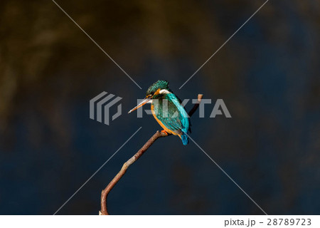 カワセミ 28789723