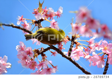 河津桜とメジロ　千葉県市川市行徳 28789734