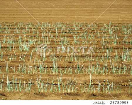 夏のネギ畑 28789993