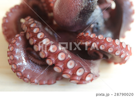 茹で蛸♪ 28790020