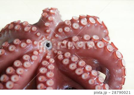 茹で蛸♪ 28790021