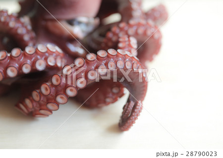 茹で蛸♪ 28790023