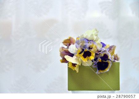 パンジー 28790057