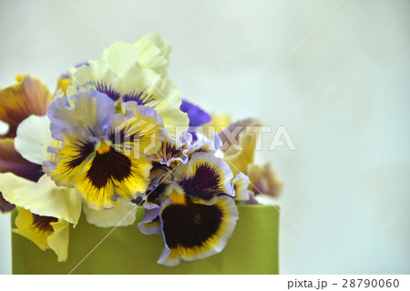パンジー 28790060