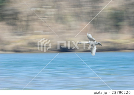 コハクチョウ 28790226