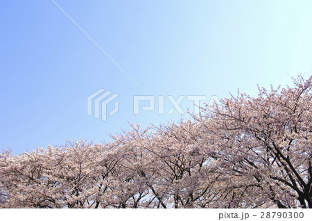 桜の花 桜の花 28790300